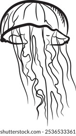 Hand drawn jellyfish illustration, outline style jellyfish vector	