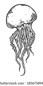 Hand drawn jellyfish isolated vector black and white illustration. Medusa with long tentacles monochrome line art. Sea nature, underwater life animal.