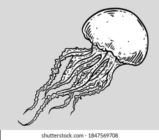 Hand drawn jellyfish isolated vector black and white illustration. Medusa with long tentacles monochrome line art. Sea nature, underwater life animal.