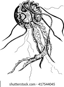 Hand drawn jellyfish. Vector.