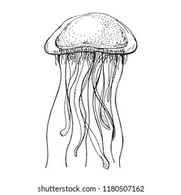 Hand drawn jellyfish. Vector illustration in sketch style