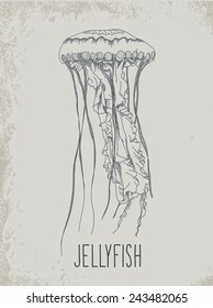 Hand drawn jellyfish. Vector illustration. Sea collection.