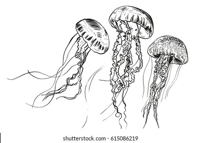 Hand drawn jellyfish. Vector illustration. Sea collection.