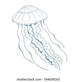 Hand Drawn Jellyfish Vector Illustration Sketch Stock Vector (royalty 