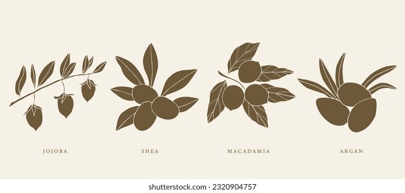 Hand drawn jojoba, argan, shea, macadamia nuts svg
