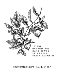 Hand drawn jojoba branch. Vector engraved illustration. Cosmetic and medical essential oil. Food ingredient, healthcare, beauty. For cosmetic package design, medicinal herb, treating, aromatherapy