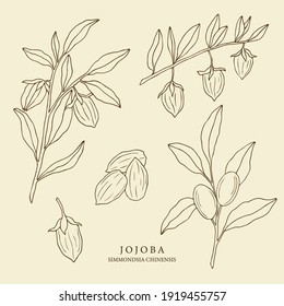 Hand drawn jojoba collection. Set of seeds, branches, nuts. Botanical design for organic cosmetics, medicine