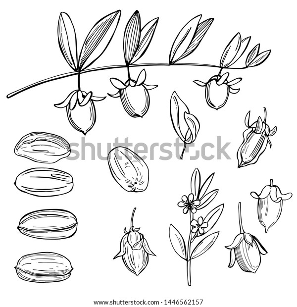 Hand Drawn Jojoba Plants Vector Sketch Stock Vector (royalty Free 