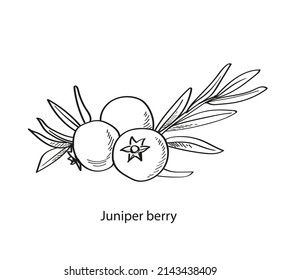 Hand drawn Juniper berries, sketch svg