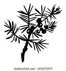 Hand drawn juniper branch with berries silhouette isolated on white background. Juniper herbal illustration in sketch style. Design for medical, food, herbal card
