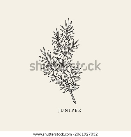 Hand drawn juniper branch illustration