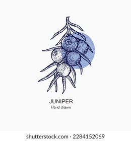 Hand drawn juniper illustration. Juniper vector drawing . Organic essential oil engraved style sketch. Beauty and spa, cosmetic ingredient.  Vintage illustration for logo, label, packaging. svg