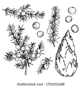 Hand drawn juniper, twigs and berries. Vector sketch  illustration.