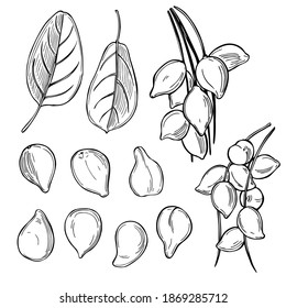 Hand drawn Kakadu plum (Terminalia ferdinandiana) Vector sketch  illustration.