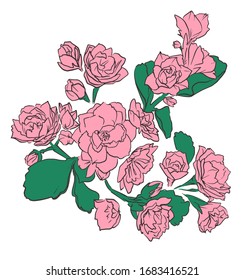 Flores de Kalanchoe dibujadas a mano. Hermosas Flores Decorativas. Elemento para el diseño. Ilustración vectorial.