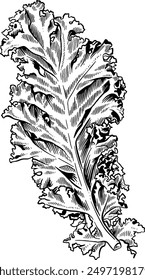 Hand drawn Kale Leaf Sketch illustration