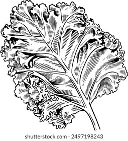 Hand drawn Kale Leaf Sketch illustration