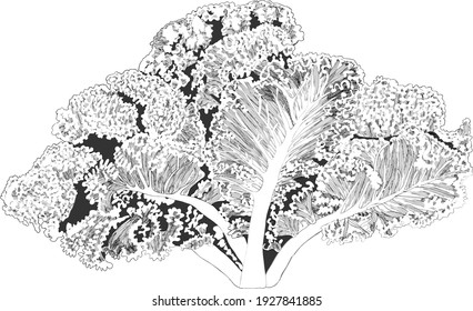 Hand drawn kale. Sketch kale. Cabbage. Hand drawn vegetables. Fresh organic and healthy, diet and vegetarian food. Vector illustration