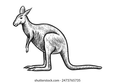 hand drawn kangaroo in black and white