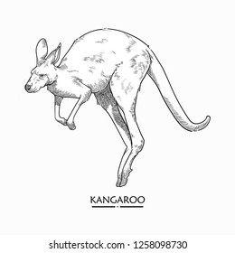 Hand Drawn Kangaroo Illustration Vector