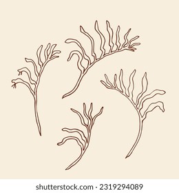 Hand drawn kangaroo paw flower illustration