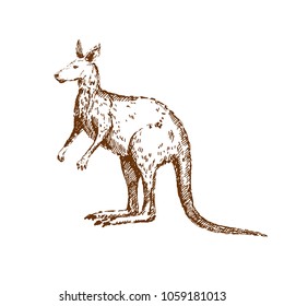 Hand drawn kangaroo. Sketch, vector illustration.