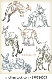 hand drawn kangaroo vector set