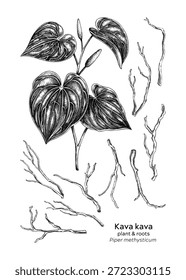 Planta de Kava desenhada à mão e ilustrações vetoriais de raiz. Conjunto de esboços de plantas medicinais. Para medicina natural, produtos à base de plantas, design de embalagens de alimentos. NÃO gerado AI