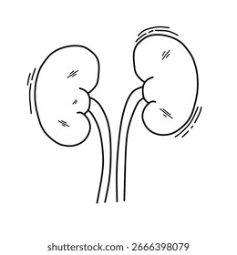 Hand drawn kidney organ vector illustration. Doodle style sketch of human anatomy isolated on white background