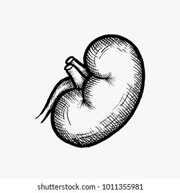 Hand drawn kidney vector inspiration isolated on white background