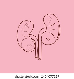 hand drawn kidney vector isolated illustration