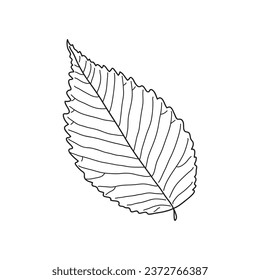 Hand drawn Kids drawing Cartoon Vector illustration elm leaf Isolated on White Background