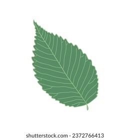 Hand drawn Kids drawing Cartoon Vector illustration elm leaf Isolated on White Background