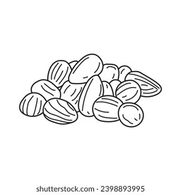 Hand drawn Kids drawing vector Illustration bunya nuts in a cartoon style Isolated on White Background