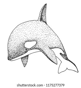 Hand drawn killer whale. Vector illustration in sketch style