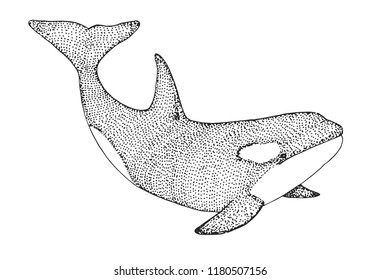 Hand drawn killer whale. Vector illustration in sketch style