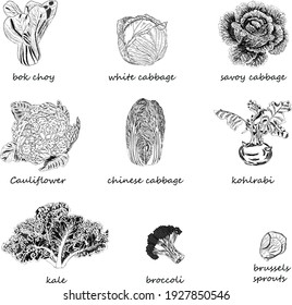 Hand drawn kinds of cabbage. Sketch kinds of cabbage. White, red, savoy, chinese, curly cabbage. Bok choy. Kale. Broccoli. Brussels sprouts. Kohlrabi. Cauliflower. Vegetables. Vector illustation