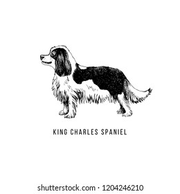 Hand drawn King Charles Spaniel. Vector illustration in retro style