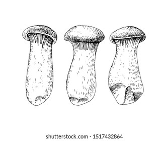 Hand drawn King Oyster mushrooms. Vector illustration