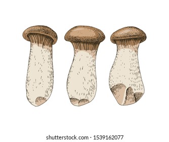 Hand drawn King Oyster mushrooms. Vector illustration