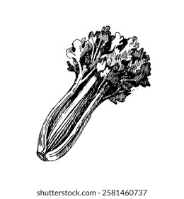 Hand drawn kitchen herbal and spice illustration of. Isolated sketch on white background