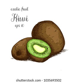 Hand drawn kiwi