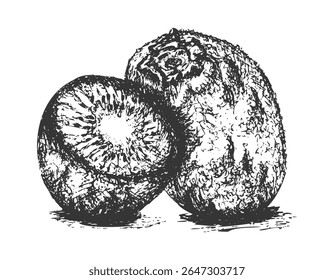
Hand Drawn Kiwi Fruit Illustration in Vintage Style. Black and White Sketch of Whole and Sliced Kiwi. Retro Ink Illustration of Fresh Kiwi Fruit. Botanical Kiwi Fruit Engraving in Monochrome