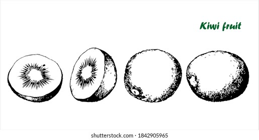 Hand drawn kiwi fruit set. Black and white sketch vector illustration.