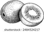 Hand drawn Kiwi Fruit Sketch Illustration