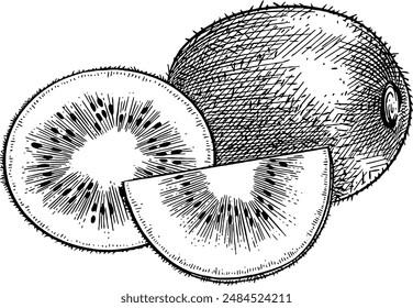 Hand drawn Kiwi Fruit Sketch Illustration