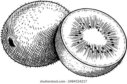 Hand drawn Kiwi Fruit Sketch Illustration