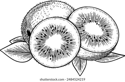 Dibujado a mano Kiwi Fruit Sketch Illustración