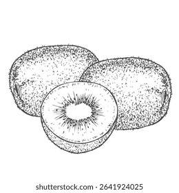 Hand drawn Kiwi Fruit Sketch Illustration