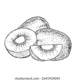 Hand drawn Kiwi Fruit Sketch Illustration